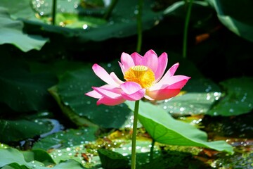 Lotus blossom in the lake