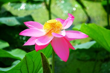 Lotus blossom in the lake