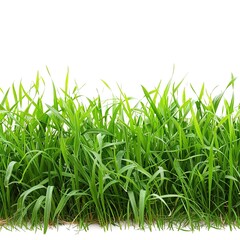 grass field isolated on white background 