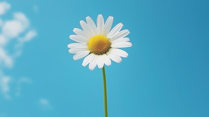 A single white daisy flower on a blue sky background