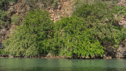 Steep mountains rise on the shore of the emerald bay. There is lush tropical vegetation on the steep slopes. The branches lean over the water. Mauritius. Grand River South East 