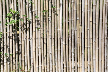 Bamboo fences are arranged in rows with gaps for vines to grow on.