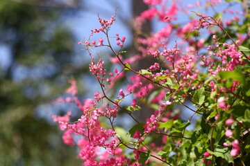 Blossoming pink coral vine mexican creeper flower with its green leaf line.