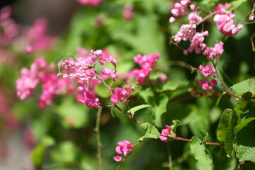 Fototapeta premium Blossoming pink coral vine mexican creeper flower with its green leaf line.