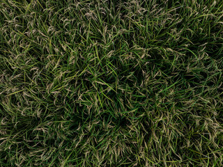 A bird's-eye view of the landscape covered with silver grass