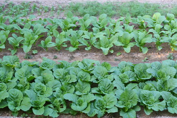 Green leafy vegetables organically cultivated various vegetables in the kitchen garden are growing.
