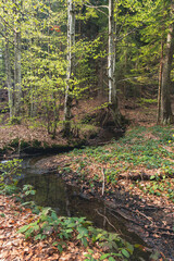 A stream in a beech forest during spring