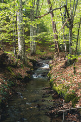 A stream in a beech forest during spring