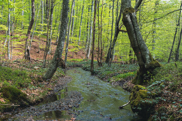 Obraz premium A stream in a beech forest during spring