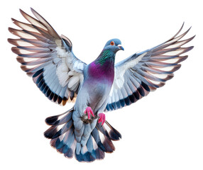 A colorful pigeon soaring gracefully in clear blue sky isolated on transparent background
