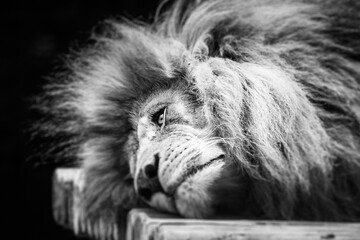 lion d'Afrique au repos