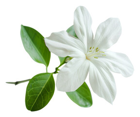 Obraz premium White flower and green leaves close-up isolated on transparent background