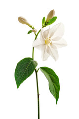 Fototapeta premium White jasmine blossom with unopened buds isolated on transparent background