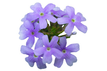 Verbena macro blue flowers isolated on alpha channel clop