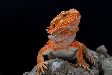 bearded dragon lizard on a rock on a black background, Pogona vitticeps