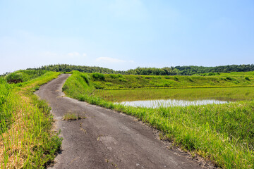 初夏の田園風景
