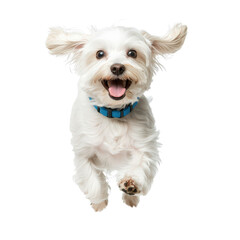 Happy white dog jumping with joy, wearing blue collar, isolated on white background. Energetic and playful pet portrait.
