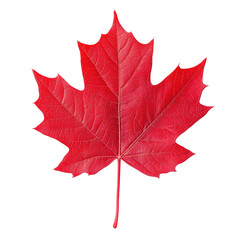High-resolution image of a vibrant red maple leaf isolated on a white background, perfect for autumn-themed projects and seasonal designs.