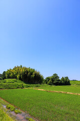 初夏の田園風景