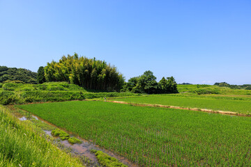 初夏の田園風景