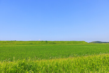 初夏の田園風景