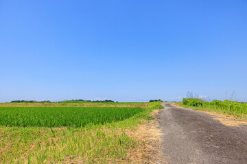 初夏の田園風景