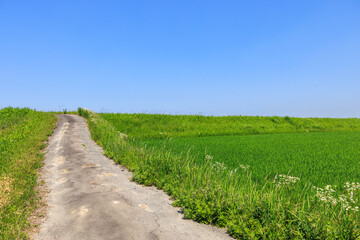初夏の田園風景