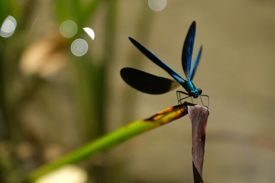 garten Animals Images Pictures anisoptera dragonfly