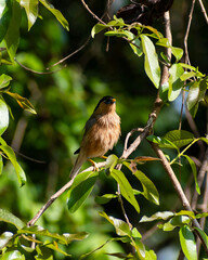 Portrait of a Brahminy Starling