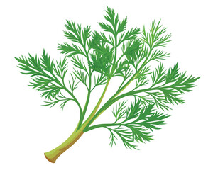 organic fresh dill vector illustration 