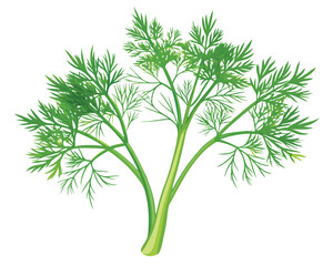 organic fresh dill vector illustration 