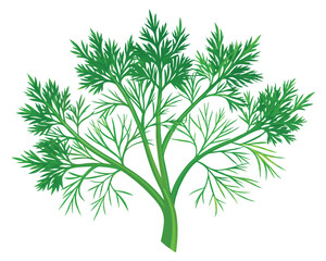 organic fresh dill vector illustration 