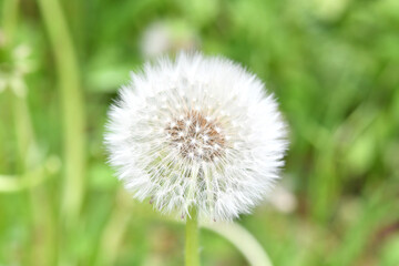 フワフワした綿帽子