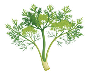 organic fresh dill vector illustration 