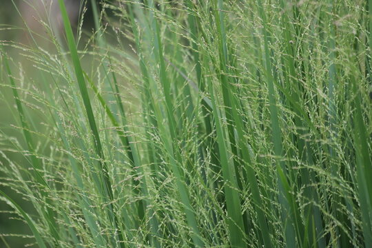 Panicum virgatum. Ornamental grass in the garden.