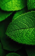 Close-up of vibrant green leaves showcasing intricate patterns and textures, perfect for nature-themed projects.