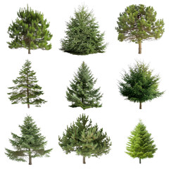 Collection of isolated pine trees with green needles transparent background