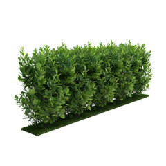 Obraz premium Lush Green Hedge with Grass Base for Landscape Design