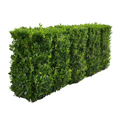 Lush green hedge isolated transparent background