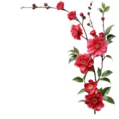 Red camellia flowers branch isolated transparent background