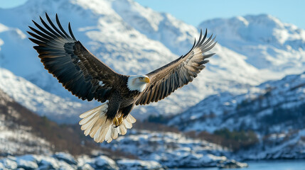 Obraz premium A majestic eagle soaring high above snow-capped mountains, with its wings spread wide