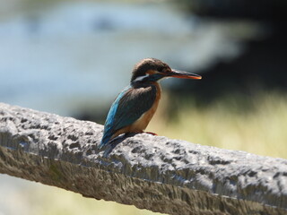 手すりにとまるカワセミ