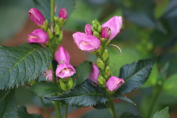 Chelone obliqua. Blooming rose turtlehead in the garden.