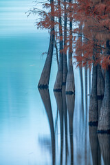 Red Leaves of Larch by the Lake in Guangzhou Park