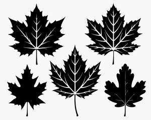 Maple leaf black Silhouette Set art vector,maple leaf, black silhouette and outline. Vector illustration