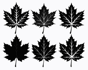 Maple leaf black Silhouette Set art vector,maple leaf, black silhouette and outline. Vector illustration