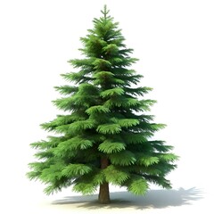 Fototapeta premium A realistic 3D model of a spruce tree. perfect for adding a touch of nature to your designs.