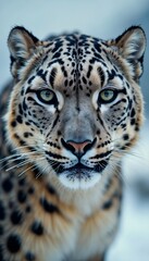 Naklejka premium Close-Up of Majestic Snow Leopard with Intense Gaze in Natural Habitat