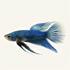 Fototapeta premium a blue fish with a long fin isolated on white 