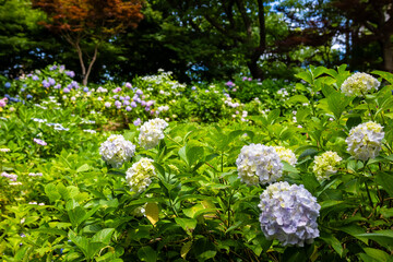 大阪市の長居植物園で見た、太陽の光に照らされるカラフルな紫陽花